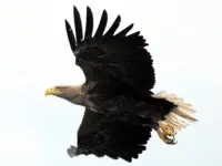 Seeadler &uuml;ber dem Pl&ouml;ner See
