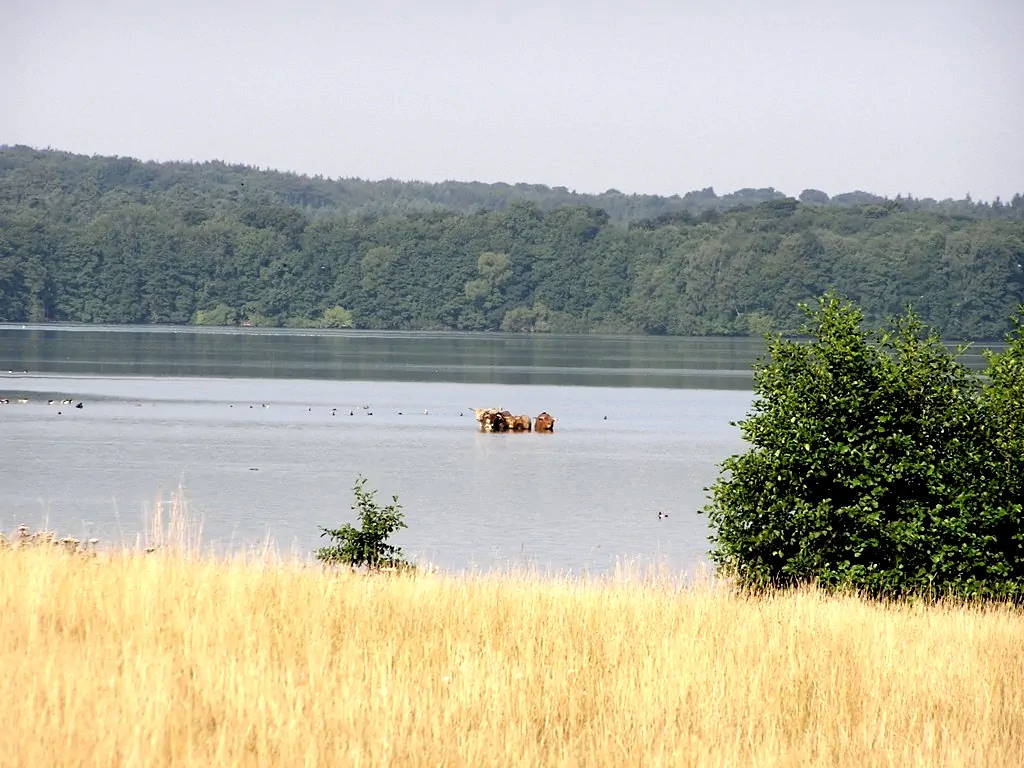 Badende Kühe im Plöner See